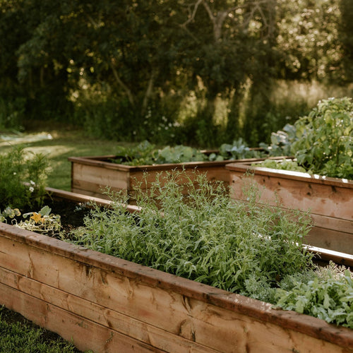 Sage — A Garden Staple