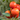 Growing starter plants in a greenhouse