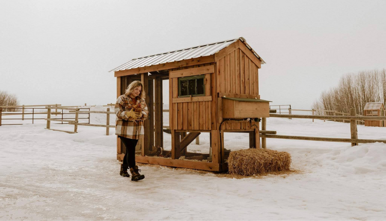 A Guide to Preparing Your Laying Hens for Fall and Winter – The ...