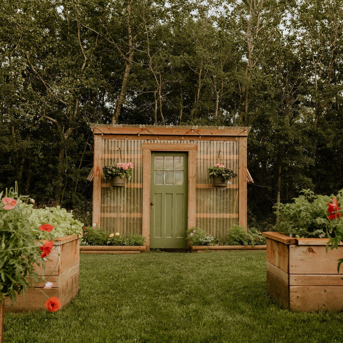Petunia — The Greenhouse Of Your Dreams