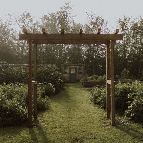 Wisteria — A Garden's Grand Entrance