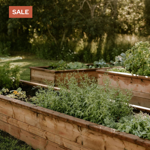 Sage — A Garden Staple